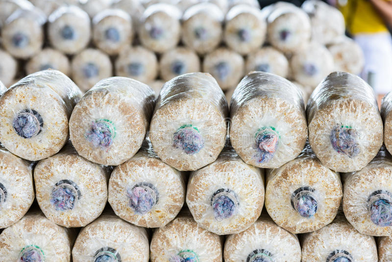 Mushroom Plastic