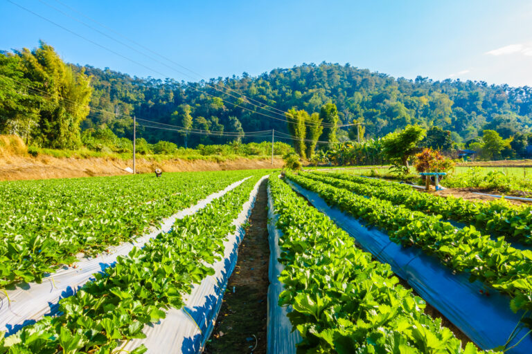 Rahasia Kebun Subur Tanpa Repot: Kenalan dengan Sistem Irigasi Tetes!