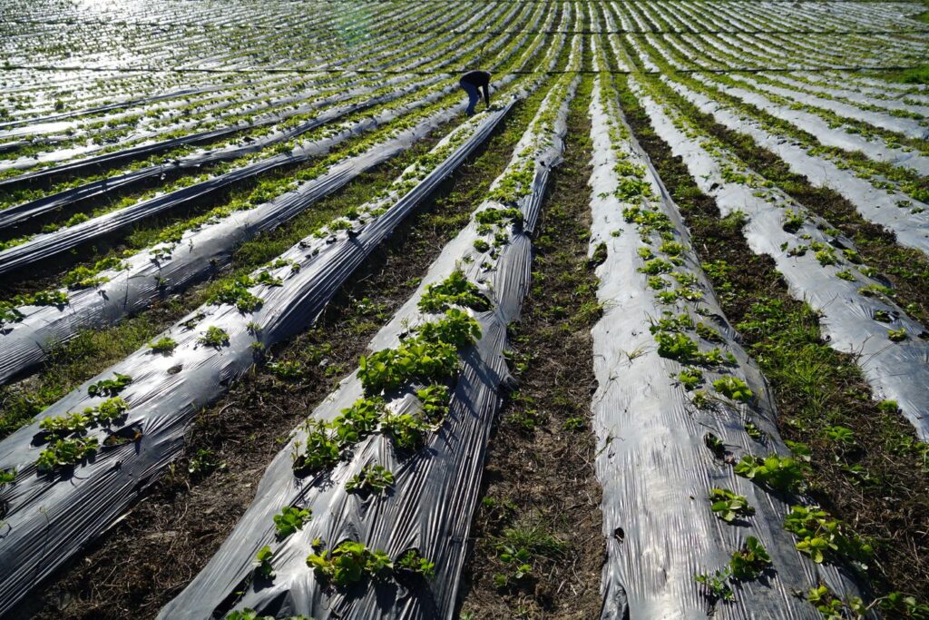 Farmer tending silver-black mulched beds