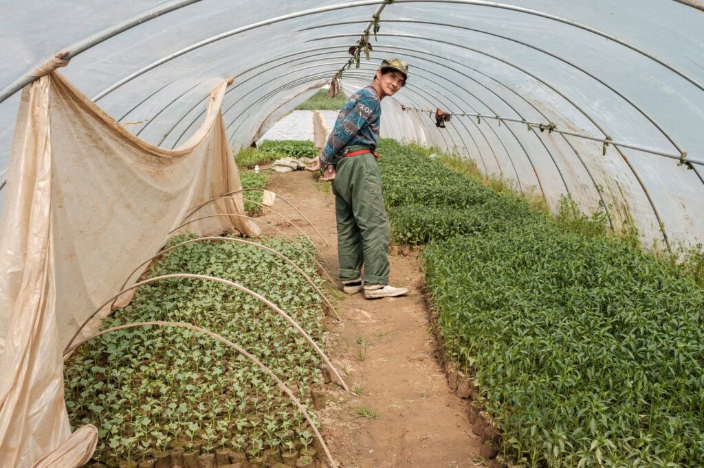 Greenhouse covered with clear UV plastic