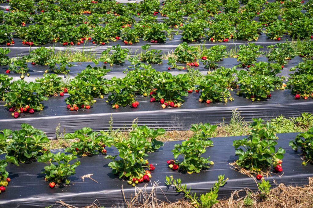 Strawberry plants on beds with black plastic mulch