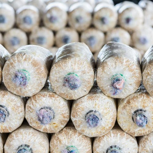 Mushroom Plastic